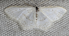 Idaea tacturata