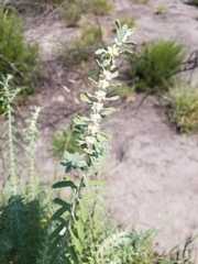Buddleja scordioides