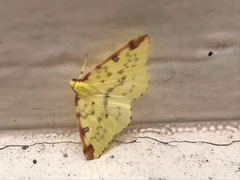 Opisthograptis luteolata