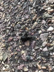 Carabina
