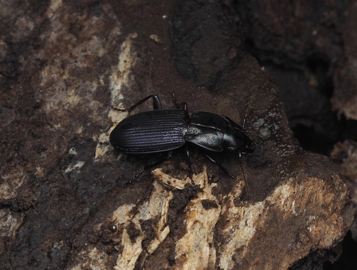 Pterostichus amethystinus