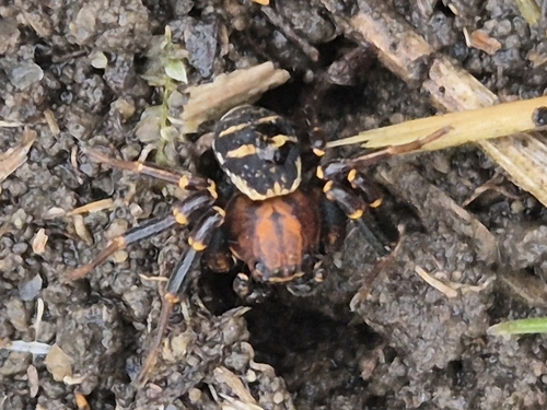 Xysticus lineatus