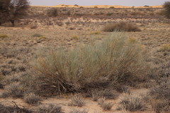 Lasiosiphon polycephalus