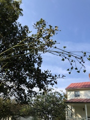 Silphium terebinthinaceum