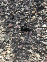 Carabina