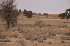 Lasiosiphon polycephalus