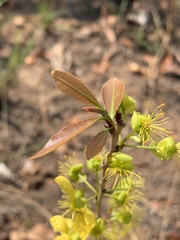 Ochna confusa