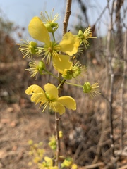 Ochna confusa