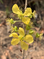 Ochna confusa