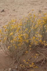 Lasiosiphon polycephalus