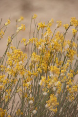 Lasiosiphon polycephalus