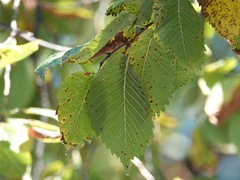 Ulmus americana