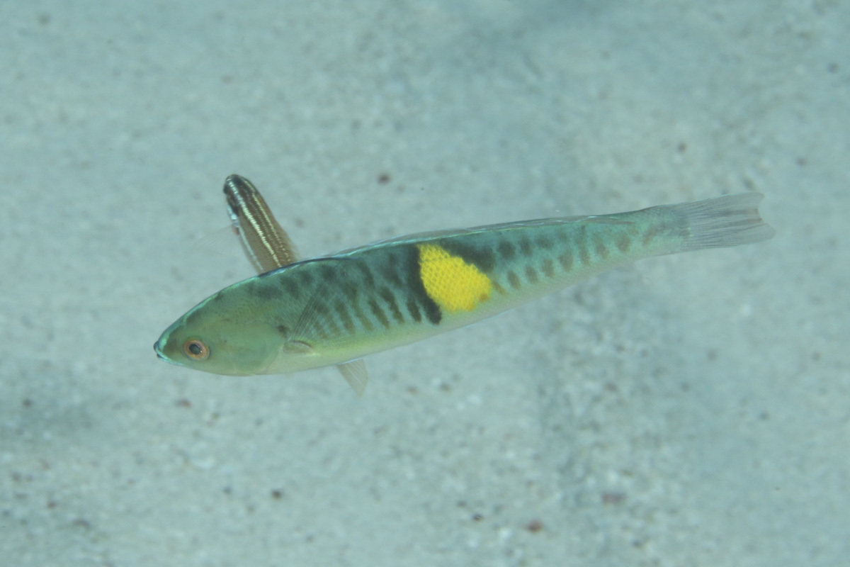 Philippine Wrasse photo 3
