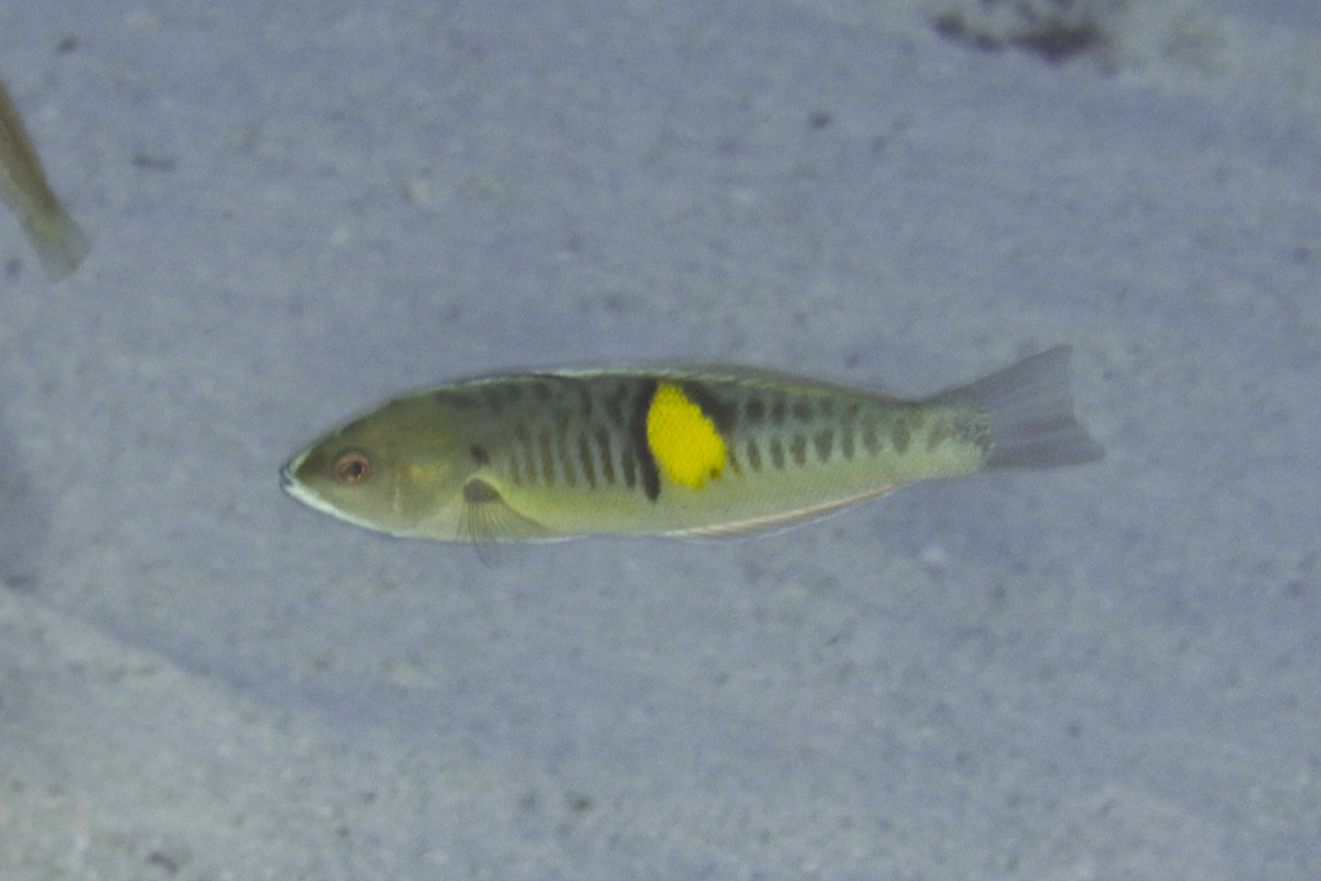 Philippine Wrasse photo 2