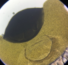 Pilobolus crystallinus