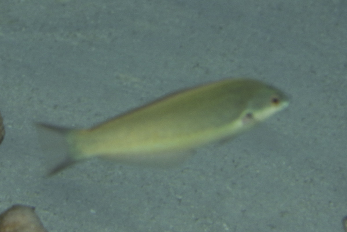 Redspot Wrasse photo 5
