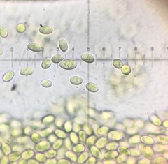 Pilobolus crystallinus