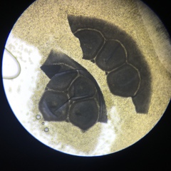 Pilobolus crystallinus