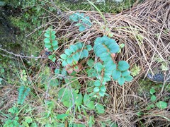 Gaultheria nummularioides