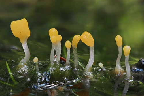 Mitrula sp. 'elegans-CA01'