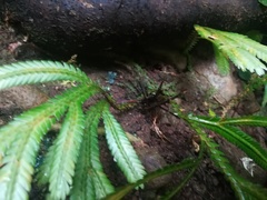 Selaginella intermedia