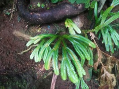 Selaginella intermedia