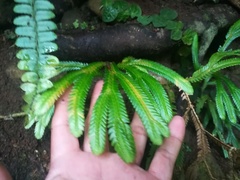 Selaginella intermedia