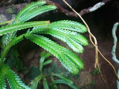 Selaginella intermedia
