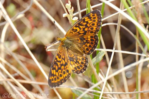 Bog Fritillary photo 4