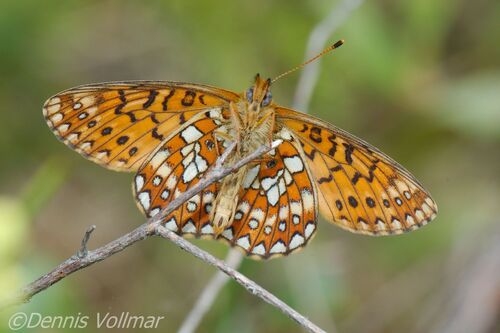 Proclossiana eunomia