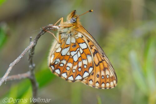 Bog Fritillary photo 2