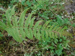 Pteridium aquilinum