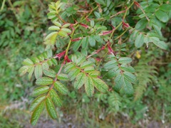 Rosa sericea