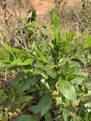 Kraussia floribunda