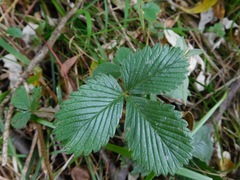 Fragaria nubicola
