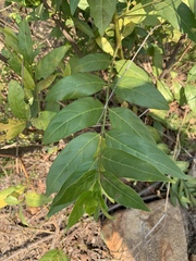 Kraussia floribunda
