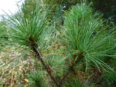 Pinus wallichiana