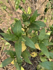 Kraussia floribunda