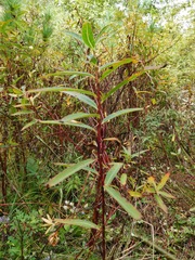Euphorbia griffithii