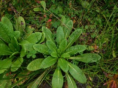 Primula denticulata