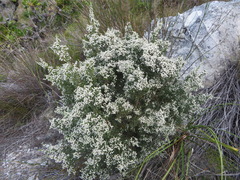 Brunia microphylla