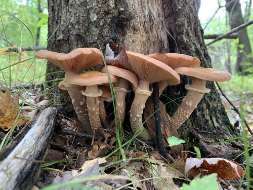 photo of Honey Mushroom (Armillaria mellea)