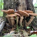 photo of Honey Mushroom (Armillaria mellea)