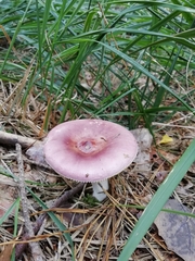 Russula caerulea