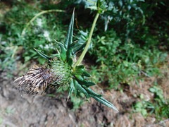 Cirsium verutum