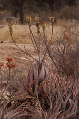 Aloe hereroensis