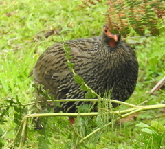 Pternistis afer castaneiventer