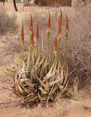 Aloe gariepensis