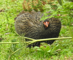 Pternistis afer castaneiventer