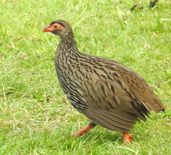 Pternistis afer castaneiventer